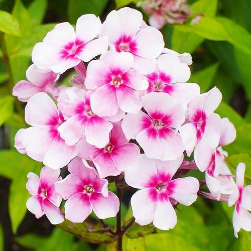 Флокс Florium Europa (3173)