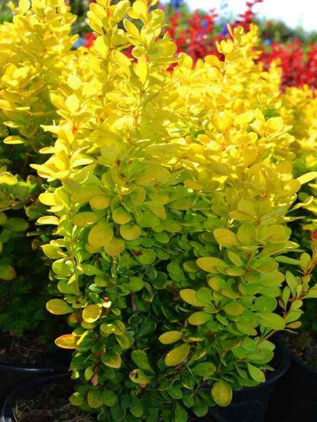 Саженец барбариса Тунберга Golden Tower Р9 (645210938) - фото 3