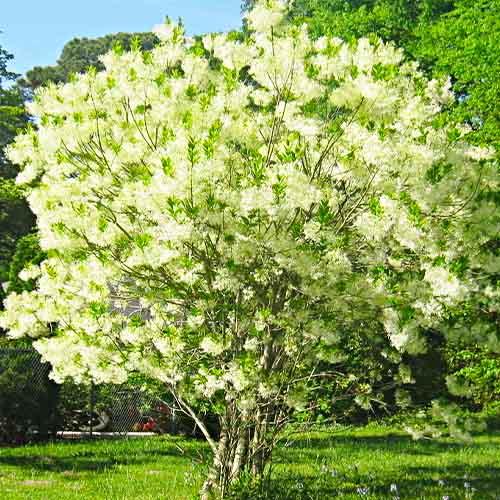 Софора японcкая Florium (18389)