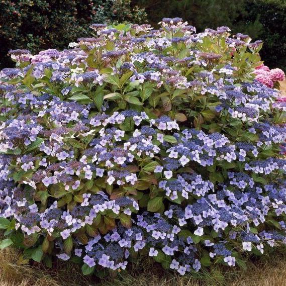 Саженец гортензии крупнолистной Hydrangea macrophylla Mariesii Perfecta Р9 (1531750880) - фото 3