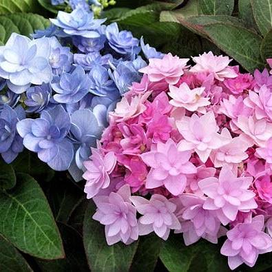 Саженец гортензии крупнолистной Hydrangea macrophylla Forever & Ever Double Pink/Blue Р9 (1531688622) - фото 2