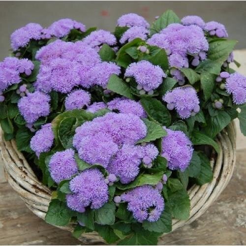 Семена цветов Агератум Хьюстона Aloha Blue Hem Genetics 250 шт. (BN11052-2)