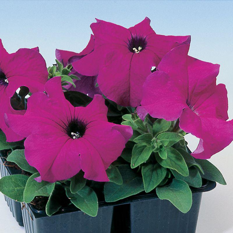 Насіння Петунія Танго F1 Професійне насіння ТД Гекса-Україна 02-01-083 20 шт. Фіолетовий (IR003045)