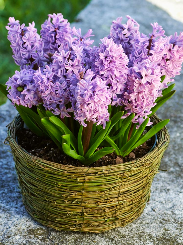 Луковицы цветов Гіацинт Splendid Cornelia 2 шт. (5209) - фото 2