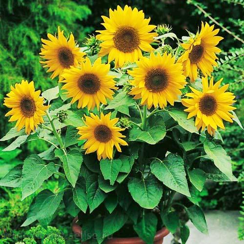 Семена Подсолнечник Florium Тополино (6131) - фото 2 Семена Подсолнечник Florium Тополино (6131) - фото 2