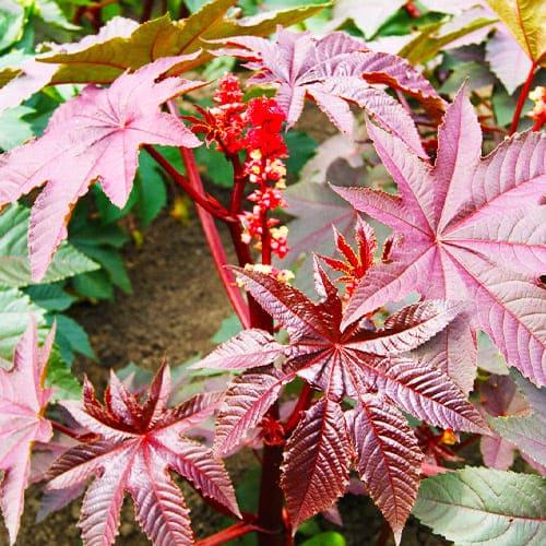 Насіння Кліщевина Florium Гібсона (8387)