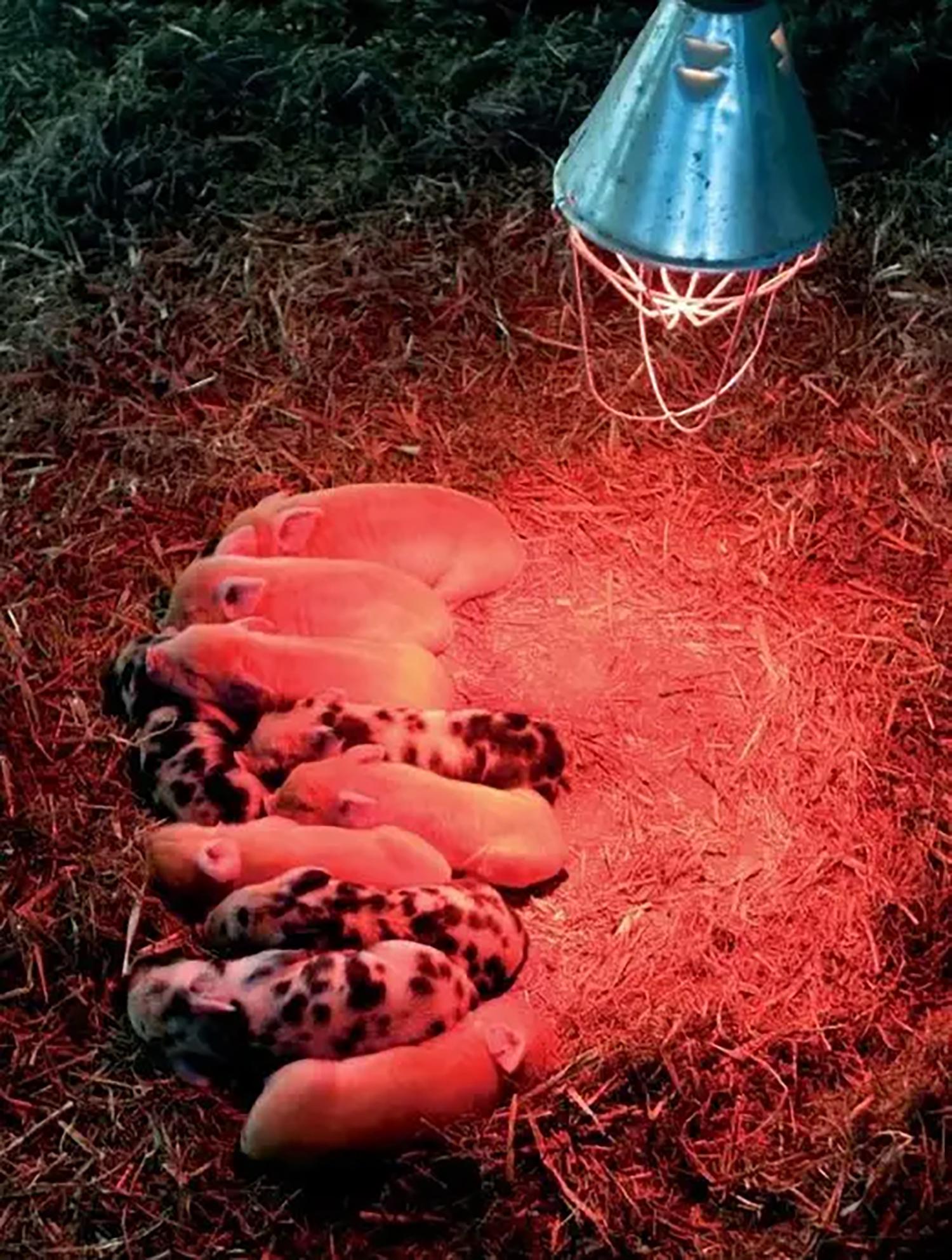 Світильник для інфрачервоної лампи ІКЗК R80-R125 E27 для обігріву тварин та птахів без лампи (87211) - фото 8 Світильник для інфрачервоної лампи ІКЗК R80-R125 E27 для обігріву тварин та птахів без лампи (87211) - фото 8