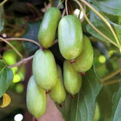 Саженец актинидии Jumbo женский сорт морозостойкая Р9 (741752375) - фото 4