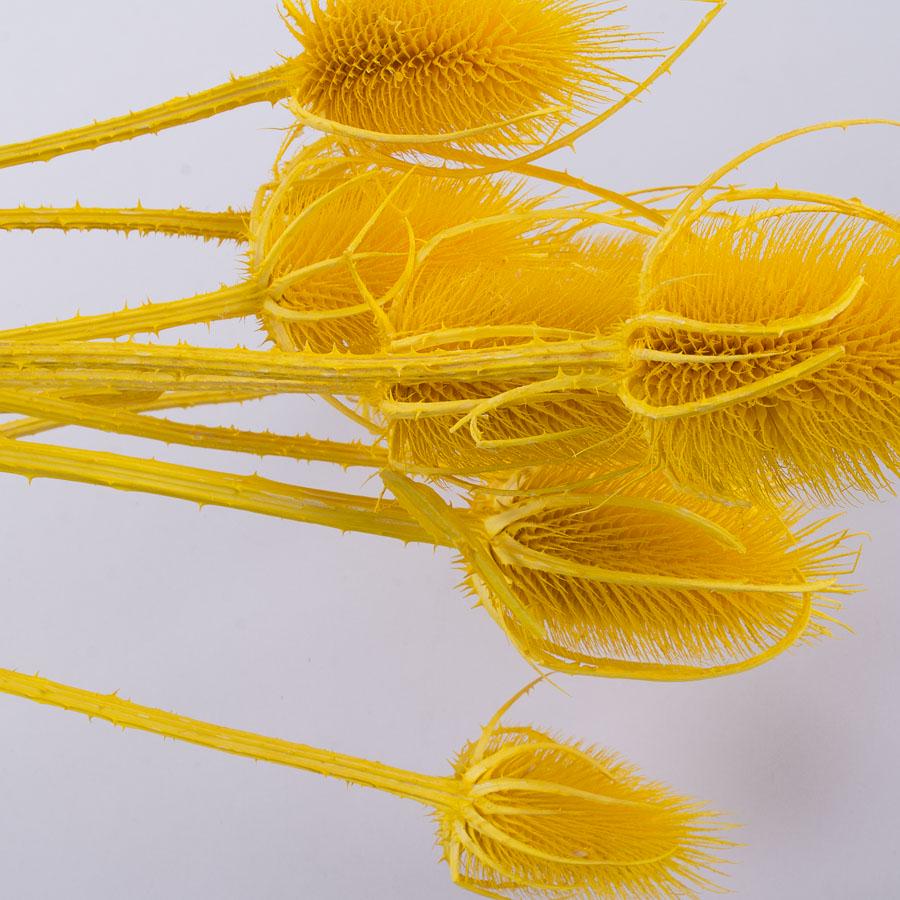 Сухоцвіт чортополох cardi palustri (ST00205) - фото 2