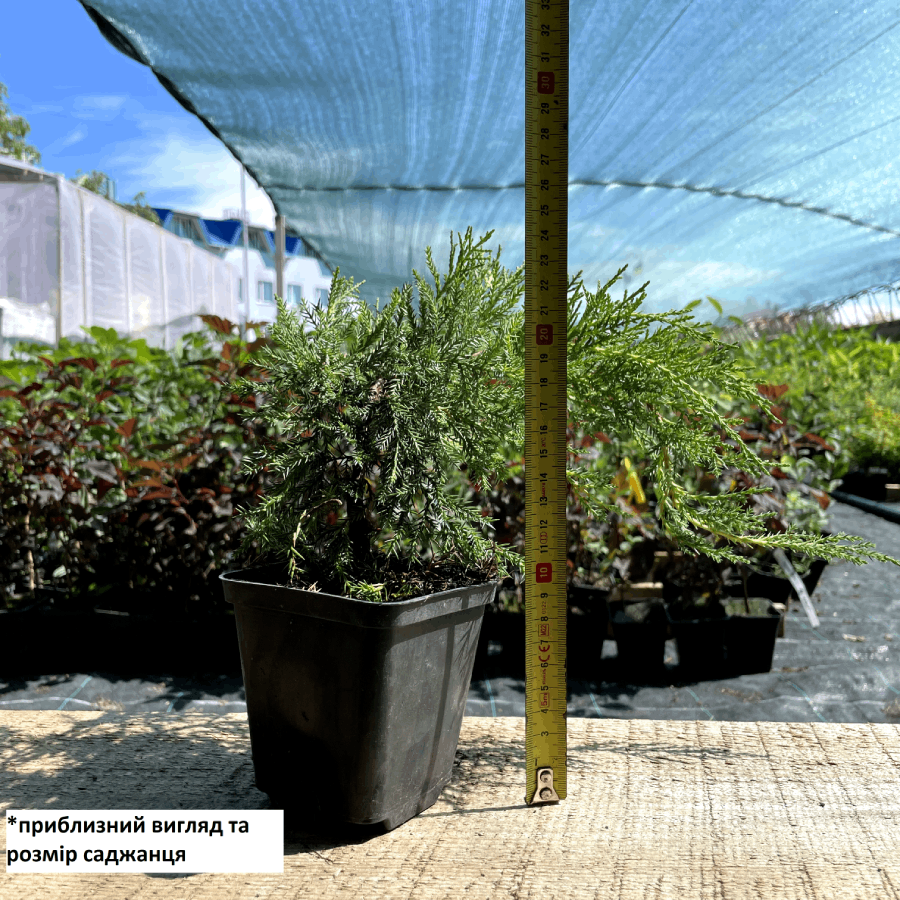 Саджанець ялівцю середнього Juniperus pfitzeriana Mordigan Gold Р9 (1449522181) - фото 2 Саджанець ялівцю середнього Juniperus pfitzeriana Mordigan Gold Р9 (1449522181) - фото 2
