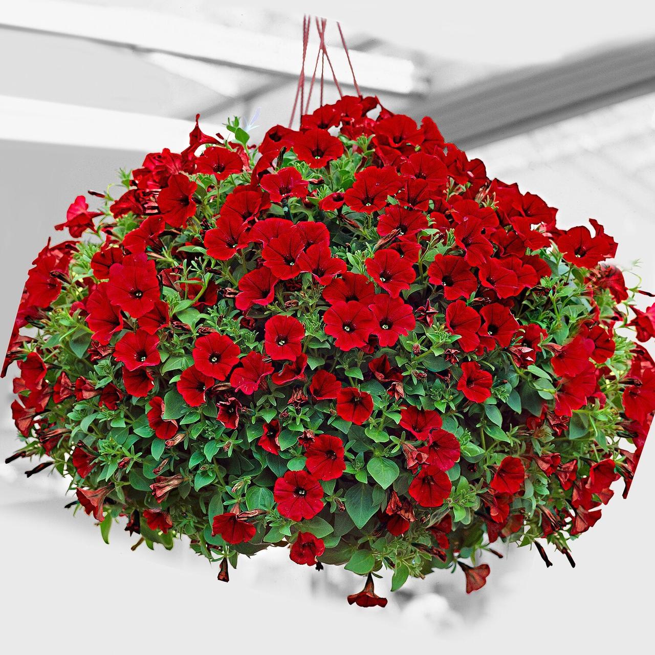 Семена цветов GL Seeds Петуния Лавина Красная F 1 10 шт. (4823096912813) - фото 2 Семена цветов GL Seeds Петуния Лавина Красная F 1 10 шт. (4823096912813) - фото 2