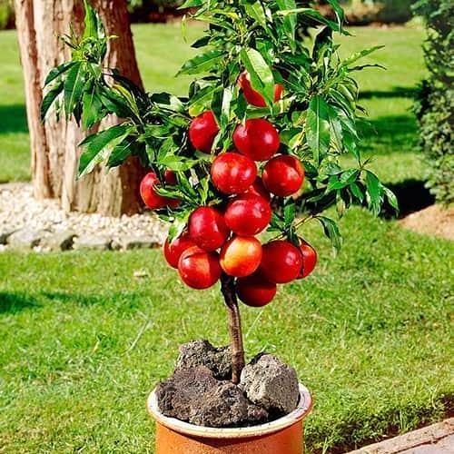 Саджанець Нектарин колоновидний Роман пізній термін дозрівання (45351)