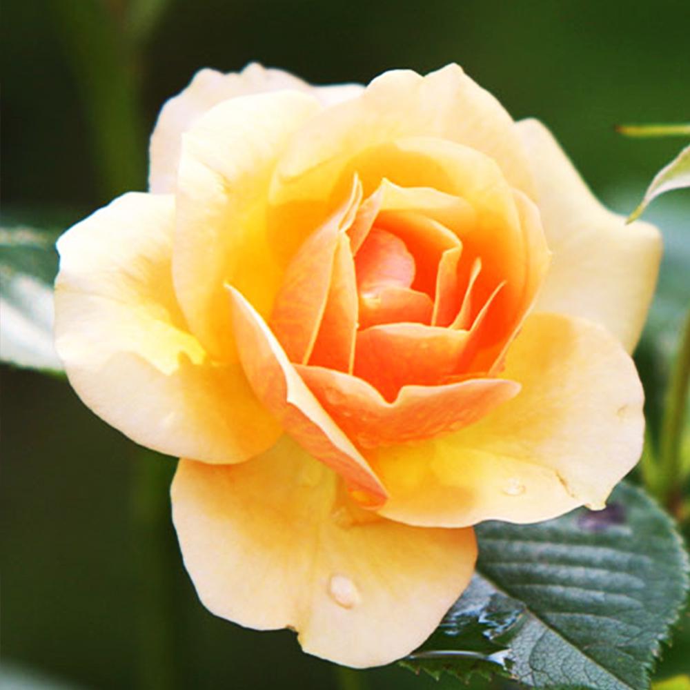 Саженец бордюрных роз Сюрприз (14966108)