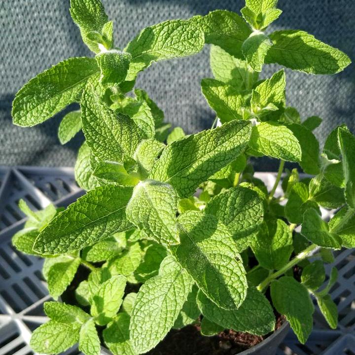 Саженец Мята Кориандрова Mentha Coriandrum 1 шт.