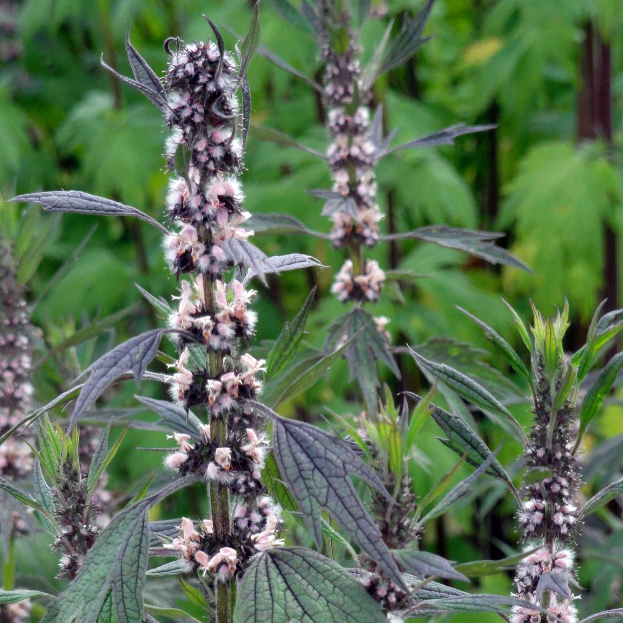 Семена Пустырник сердечный Leonurus cardiaca 0,2 г (2194185997)