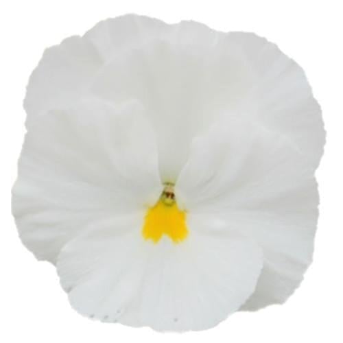 Семена цветов Виола Power Clear White Sakata 250 шт. (BN07130-2)