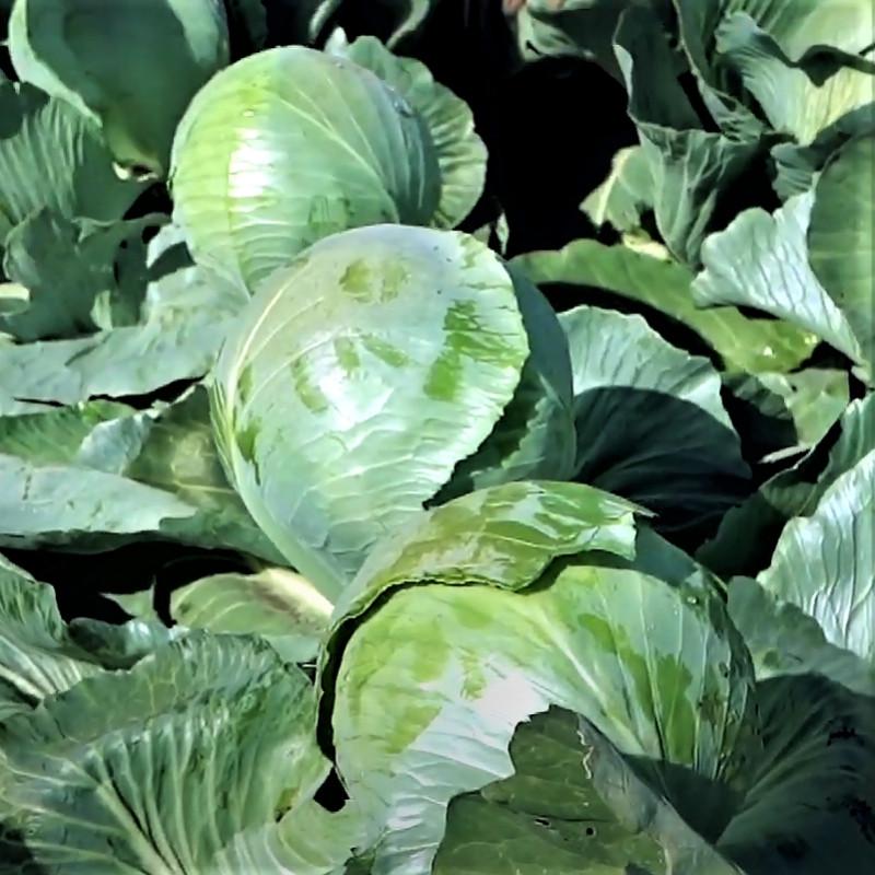 Семена Капуста Белокочанная Syngenta EPIKUR F1 2 500 шт. (1985583528)