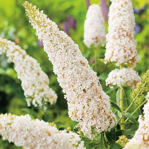 Буддлея Florium White Ball (10396)