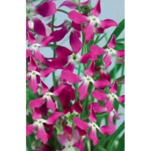 Семена цветов Тирас Матиола двурогая 1 г (CH-0290)
