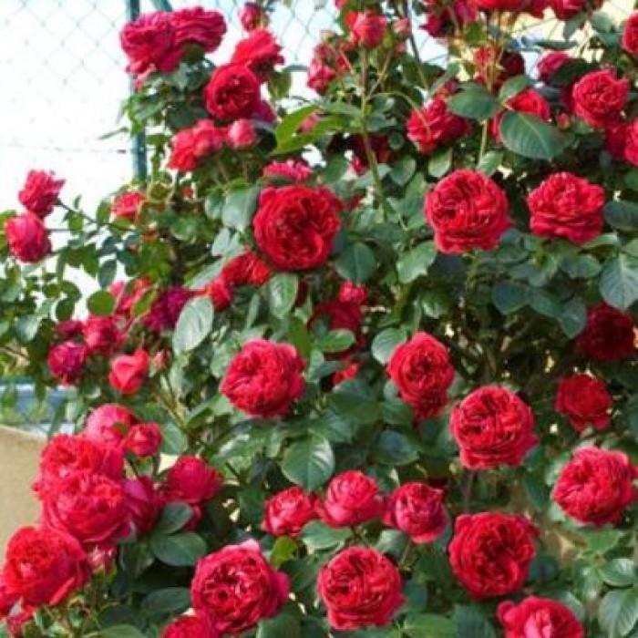 Роза Eric Tabarly/Red Eden Шраб (2669460639) Роза Eric Tabarly/Red Eden Шраб (2669460639)