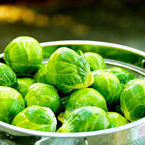 Насіння Капуста Florium Брюссельська Абакус F1 (4186)