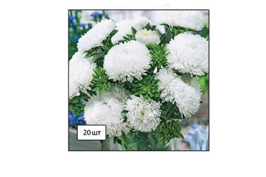 Насіння Астра Сиринга Професійне насіння ТД Гекса-Україна 02-01-014 20 шт. Білий (IR003005)