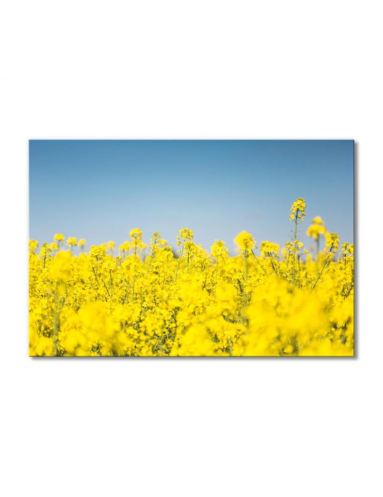 Картина модульная Рапсовое поле 1 модуль 60x90 см