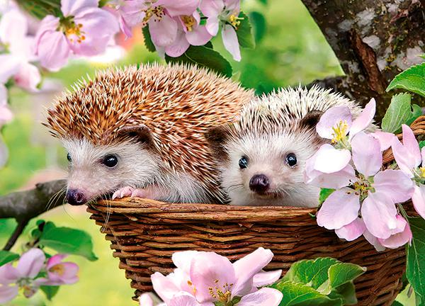 Пазли Кастор Їжачки 32х23 см 120 midi (B-13319)