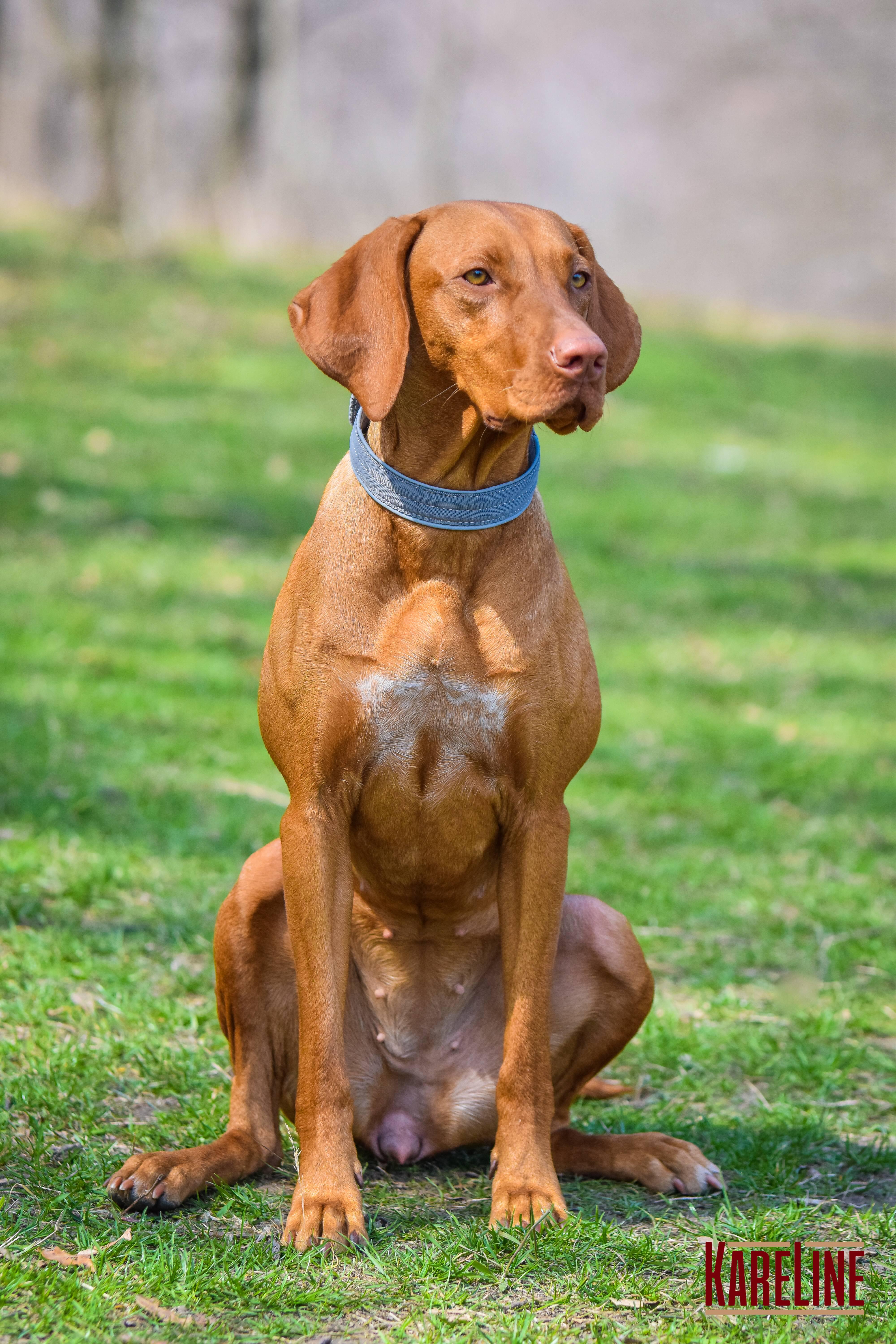 Ошейник KareLine усиленный нейлоновый со светоотражающим кантом 40 мм 300-380 мм Серый (0952/10) - фото 4