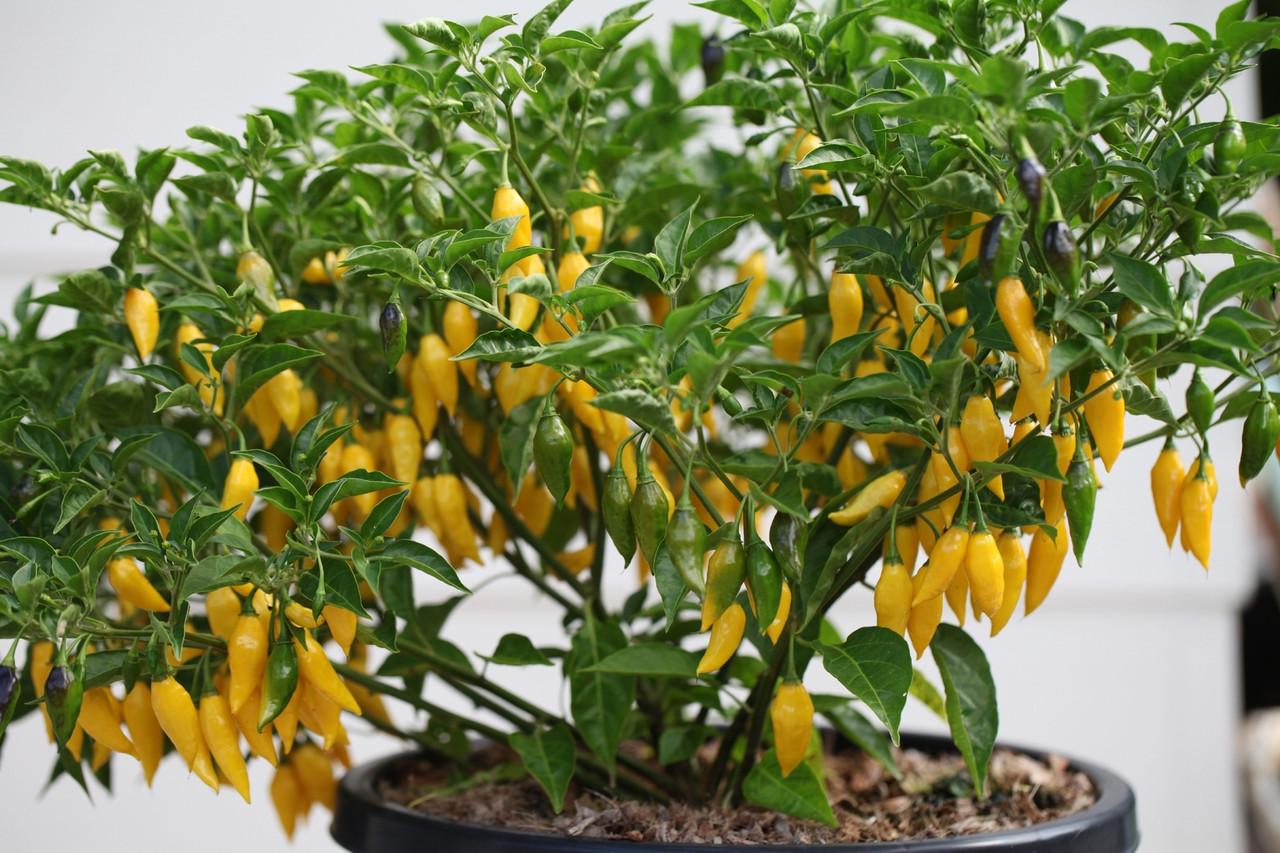 Насіння перець гострий Aji Limo Lemon Drop 5 шт. - фото 2