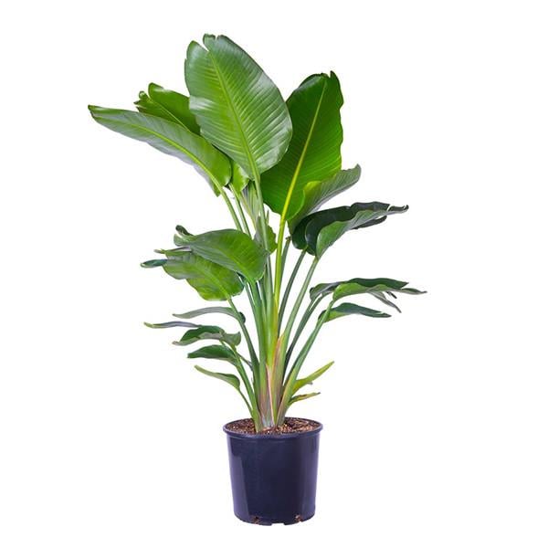 Стреліція Миколая 1м (2684499602)