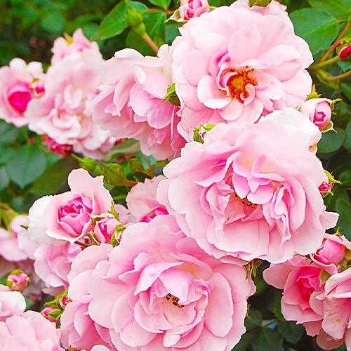 Роза Florium Bonica (9779)