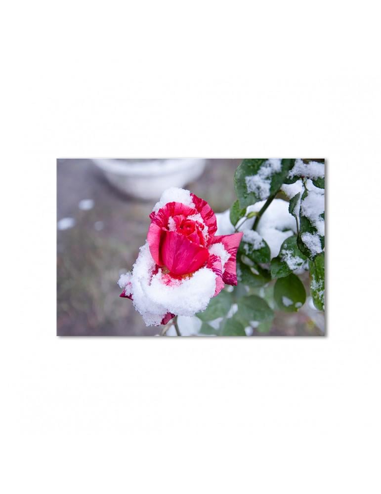Картина модульная Розовая роза в снегу 1 модуль 70x105 см