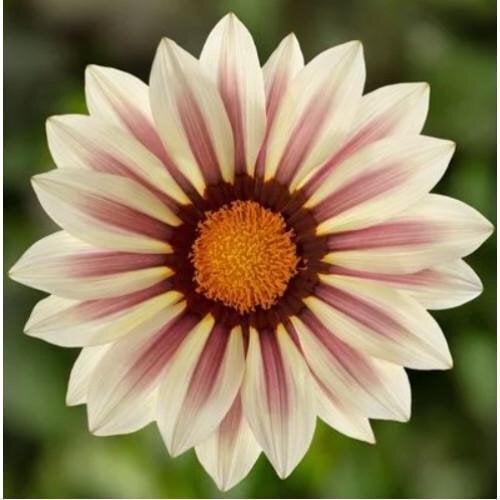 Семена цветов Газания жестковатая Syngenta Kiss White Flame 500 шт. (BN12064-2)