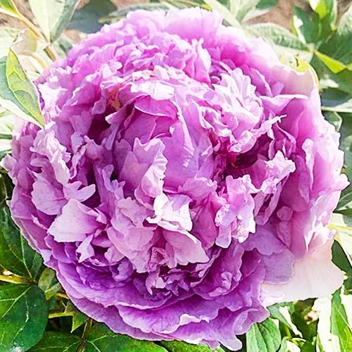 Півонія Florium Lavender Blue Qing Cui Lan деревоподібна (15428)