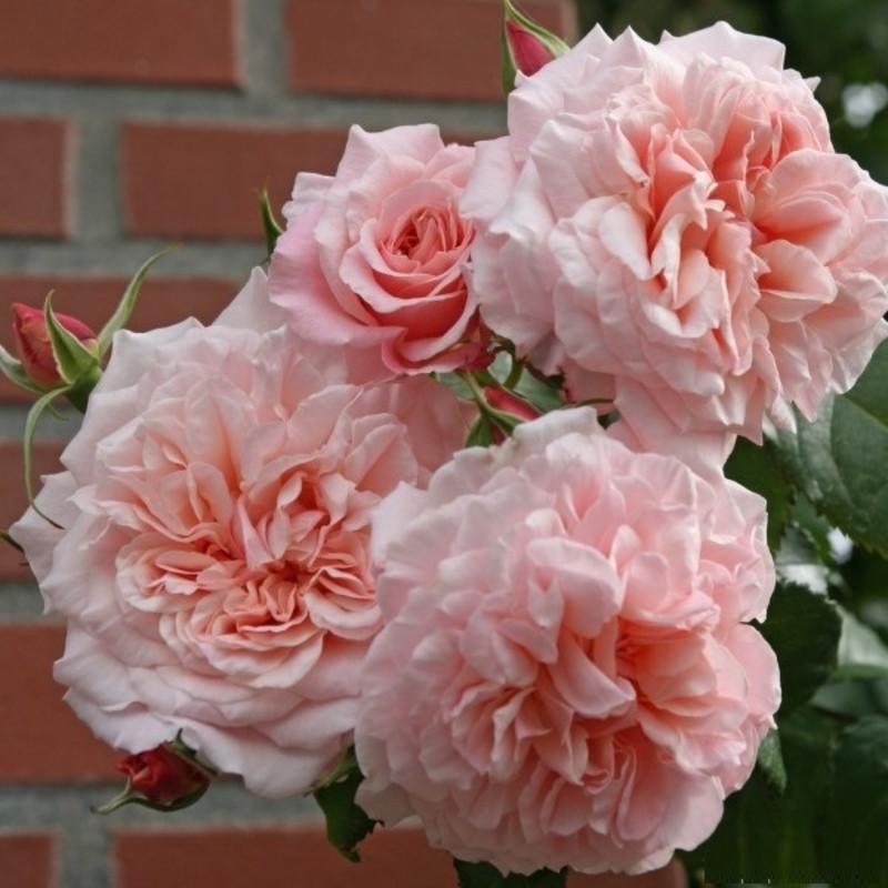 Роза Rose de Tolbiac Шраб в контейнере (2669460656) Роза Rose de Tolbiac Шраб в контейнере (2669460656)