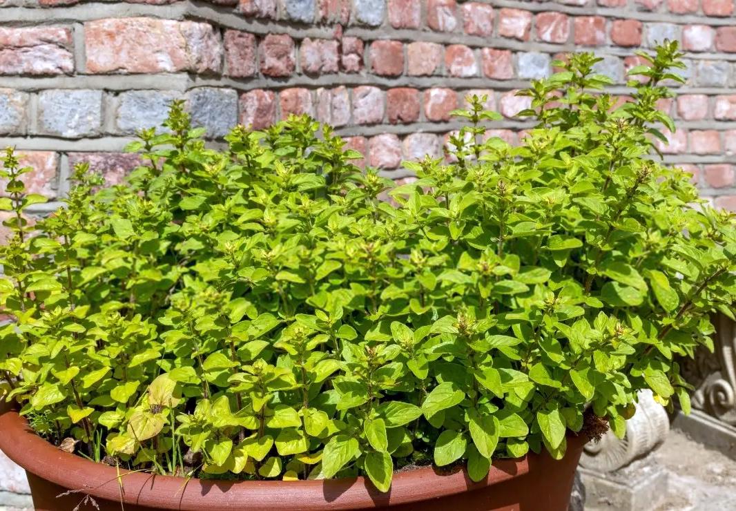 Саженцы Материнка Орегано Голд Origanum Gold 12 шт. (38296663)