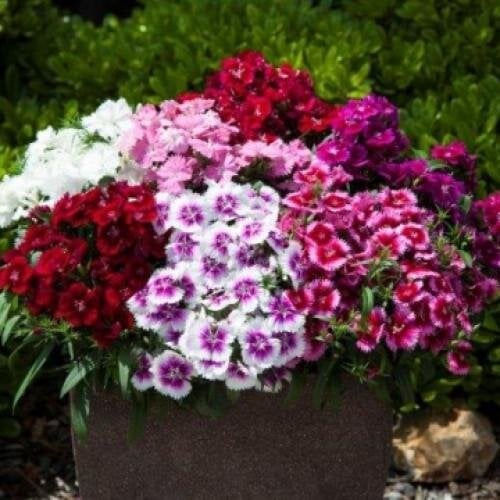 Семена цветов Гвоздика Floranova IQ F1: Formula Mix 50 шт. (BN10480-3)