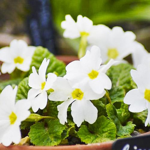 Примула Snow White Florium (12755)