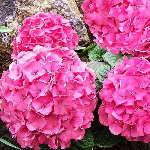 Гортензия Florium Pretty Pink (16561)