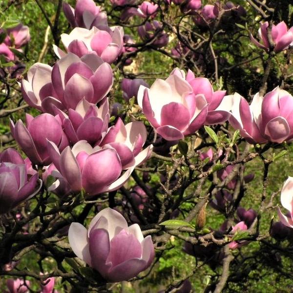 Саженец магнолии гибридной Magnolia hibrida Rustica Rubra Р9 (1531589100) - фото 2 Саженец магнолии гибридной Magnolia hibrida Rustica Rubra Р9 (1531589100) - фото 2