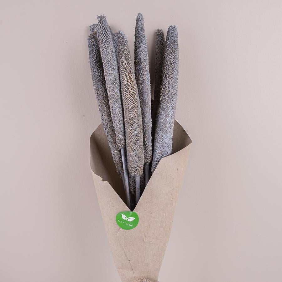 Сухоцвіт babala (ST00197)