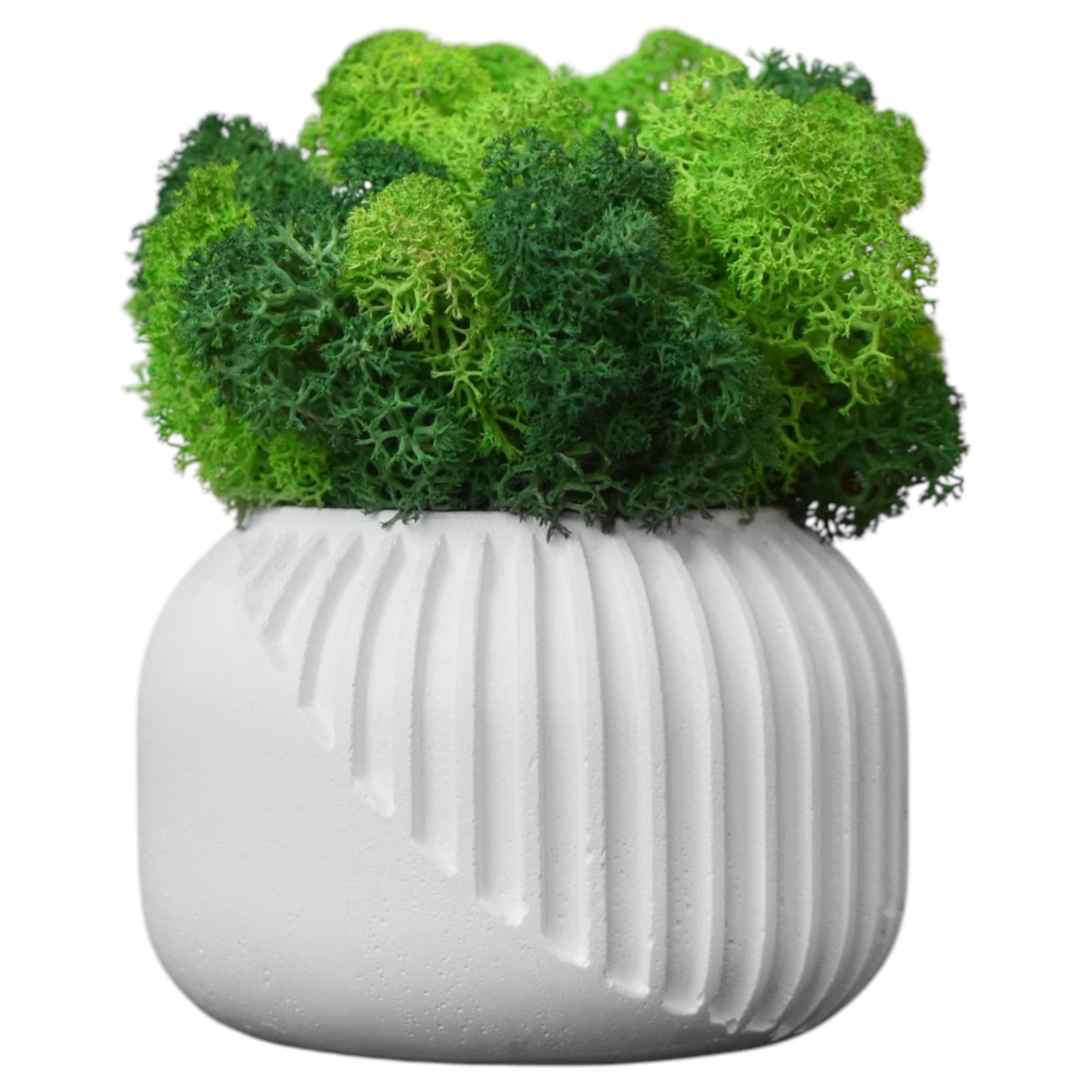 Кашпо Eclipse гипсовое со стабилизированным мхом Белый/Зеленый/Салатовый (14073324) Кашпо Eclipse гипсовое со стабилизированным мхом Белый/Зеленый/Салатовый (14073324)