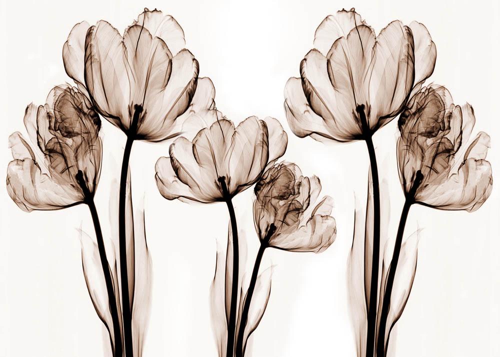 Фотообои Artside Цветы 264649030