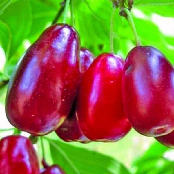 Саджанець Кизилу Костя середній (18296722)