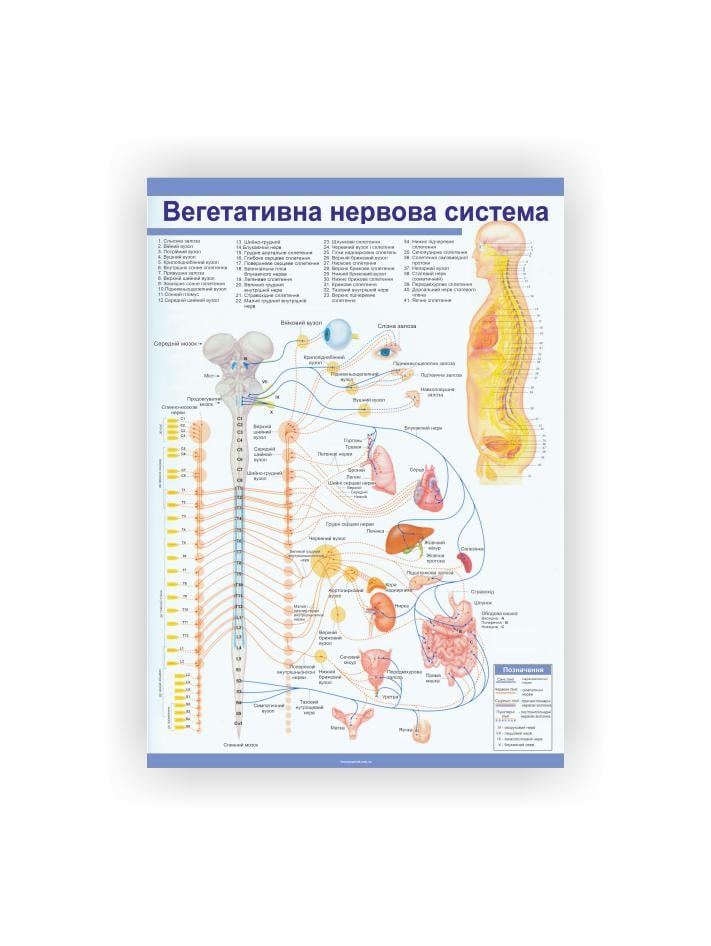 Плакат Vivay "Вегетативная нервная система" 30х40 см (25789616)