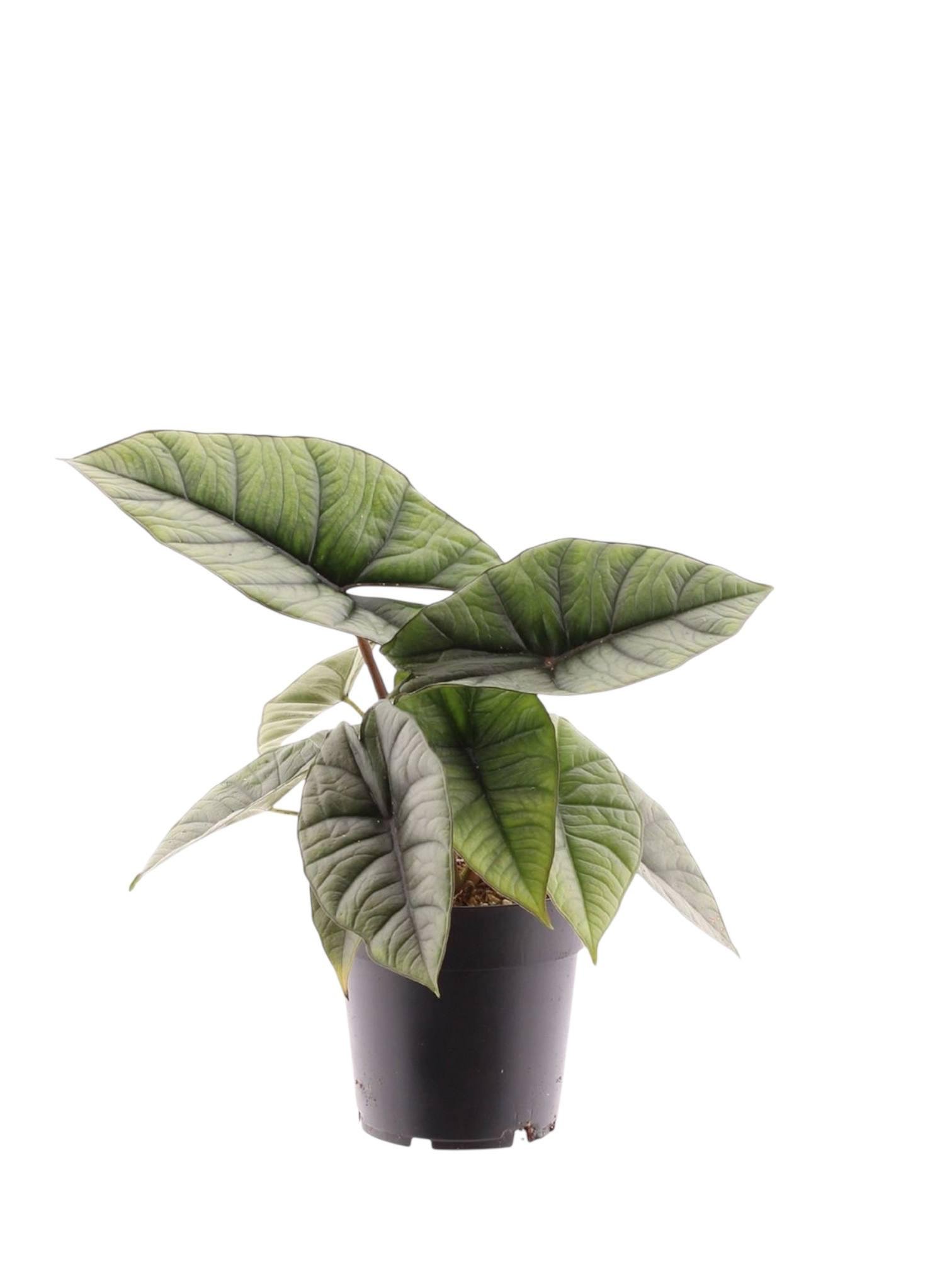 Алоказия Платинум (30104701) Алоказия Платинум (30104701)