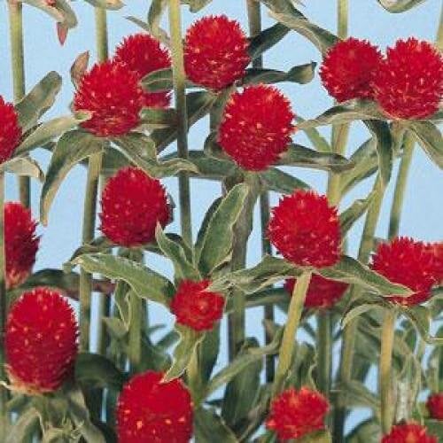 Семена цветов Гомфрена QIS RED Kieft Seed 1000 шт. (BN04293)
