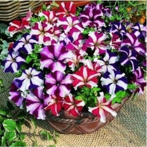 Семена цветов Петуния крупноцветковая Tritunia F1 Star Mix Syngenta 250 шт. (BN07495-2)
