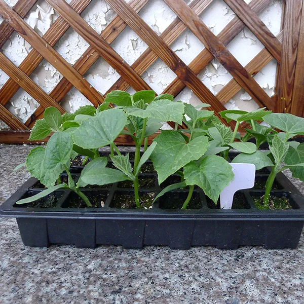 Теплица мини с крышкой C00636-2 на 24 ячеек 4 шт. - фото 5 Теплица мини с крышкой C00636-2 на 24 ячеек 4 шт. - фото 5